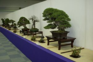 久留米市「日本盆栽青樹展2023」日本の香り高い芸術「盆栽」の展示会