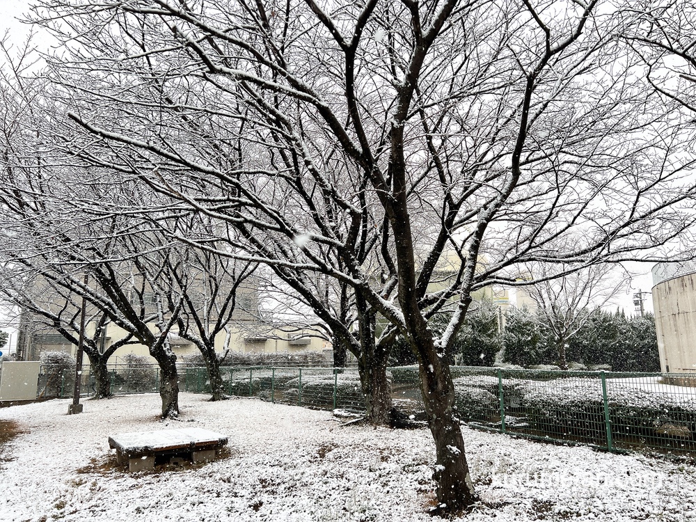 久留米市 今日、うっすらと雪が積もる 大雪注意報【12月18日】