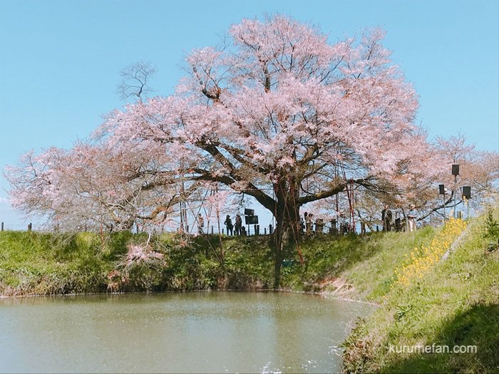 久留米市「浅井の一本桜」4月1日からライトアップ！樹齢約120年のヤマザクラ