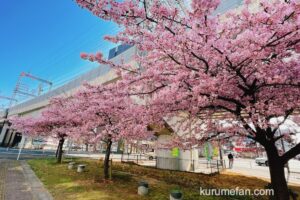 久留米市花畑駅高架下の河津桜が満開で見頃！ピンク色の早咲き桜【2023年】