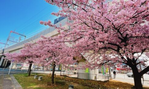 久留米市花畑駅高架下の河津桜が満開で見頃！ピンク色の早咲き桜【2023年】