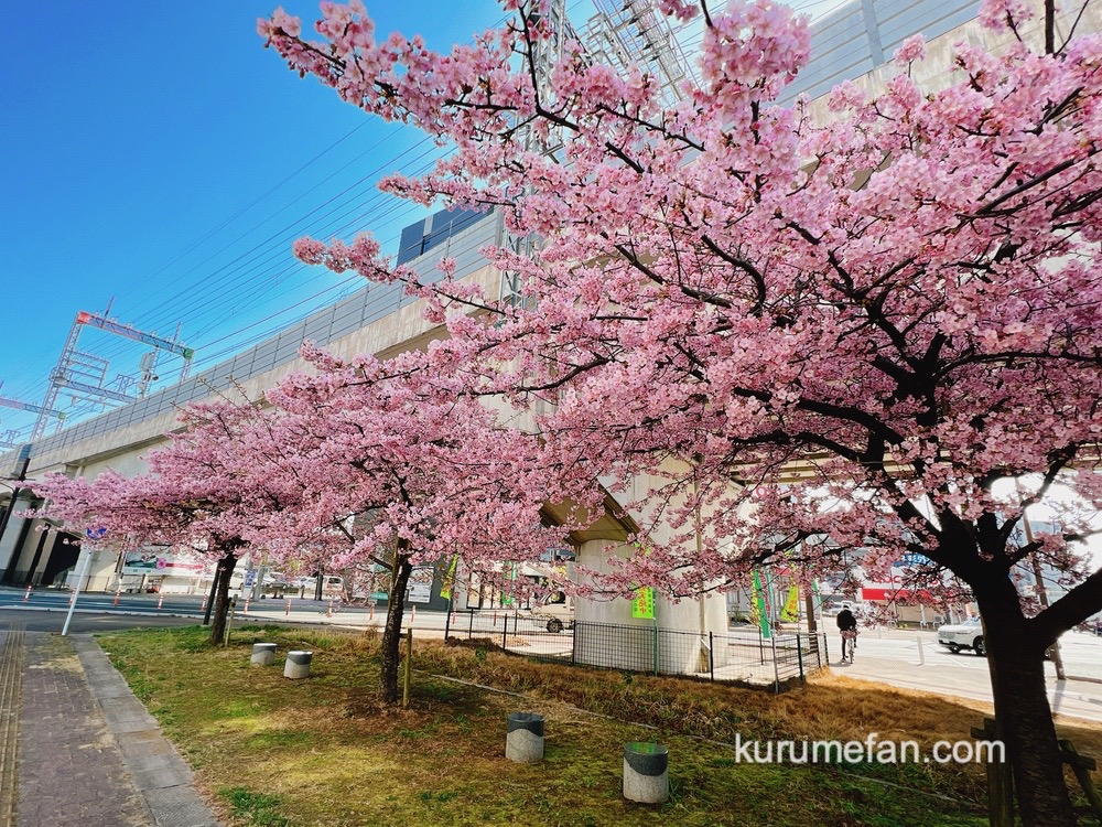 久留米市花畑駅高架下の河津桜が満開で見頃！ピンク色の早咲き桜【2023年】