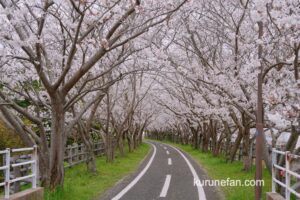 徐福サイクルロードの桜並木 桜のトンネルが絶景！約1,200本のソメイヨシノ