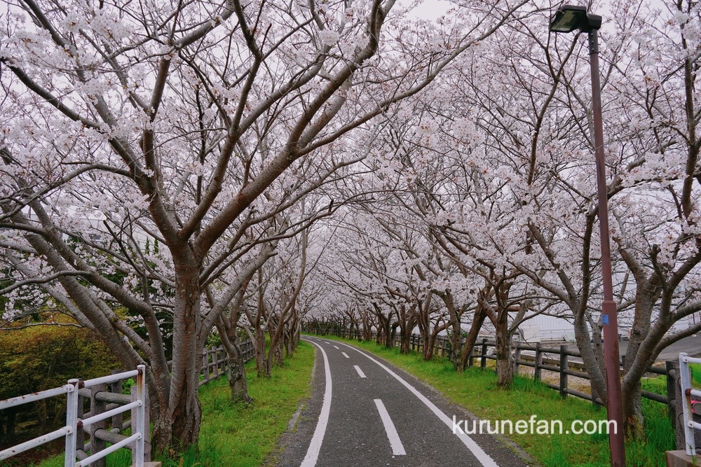 徐福サイクルロードの桜並木 両脇には約1200本のソメイヨシノ