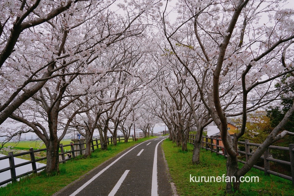 徐福サイクルロードの桜並木 ピンク色の桜のトンネルが絶景！