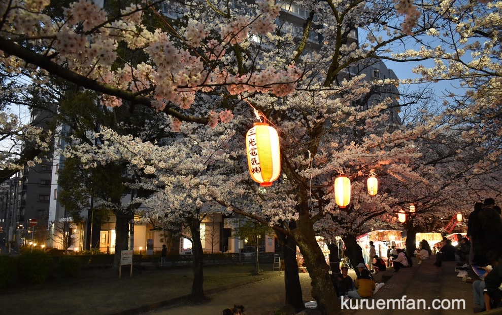 小頭町公園の桜 夜にはライトアップ！夜桜も楽しめる!!