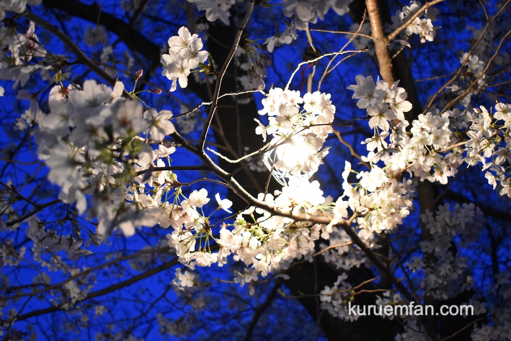 久留米市 小頭町公園の桜 夜にはライトアップ！夜桜