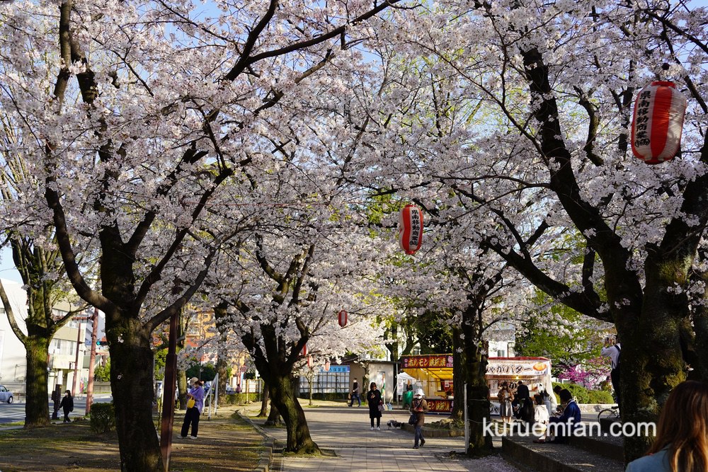 久留米市 小頭町公園に咲く100本の桜 見頃