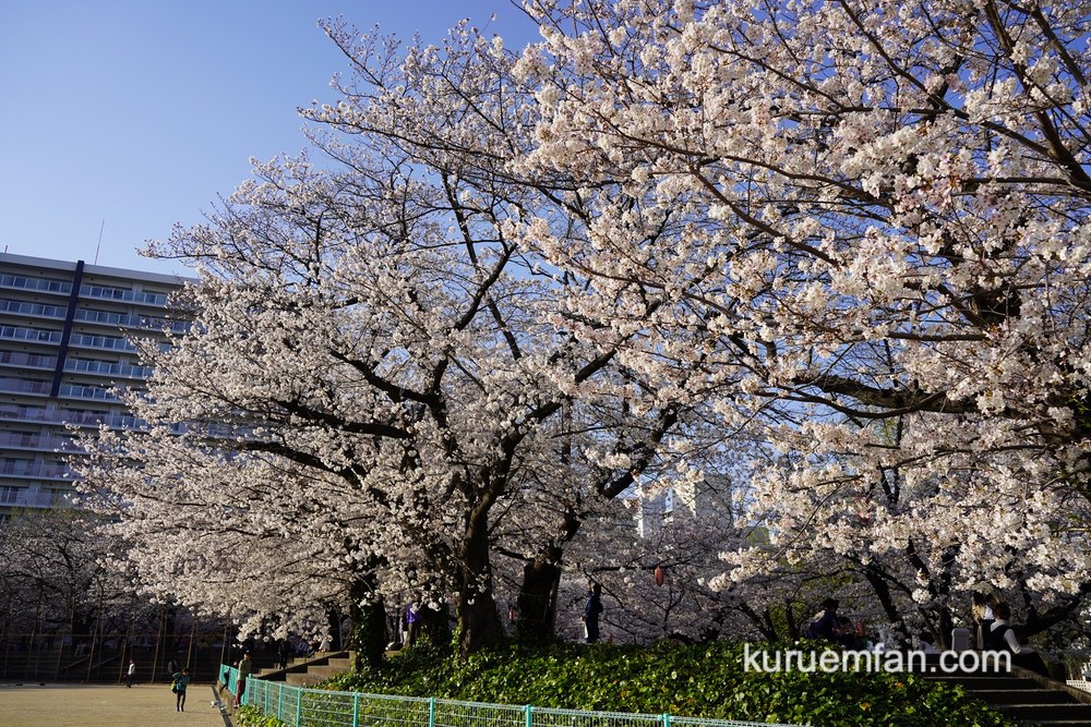 久留米市 小頭町公園に咲く100本の桜 見頃