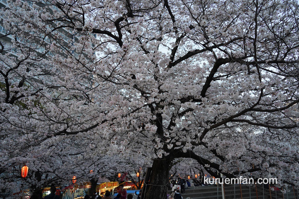 小頭町公園の桜 多くの花見客