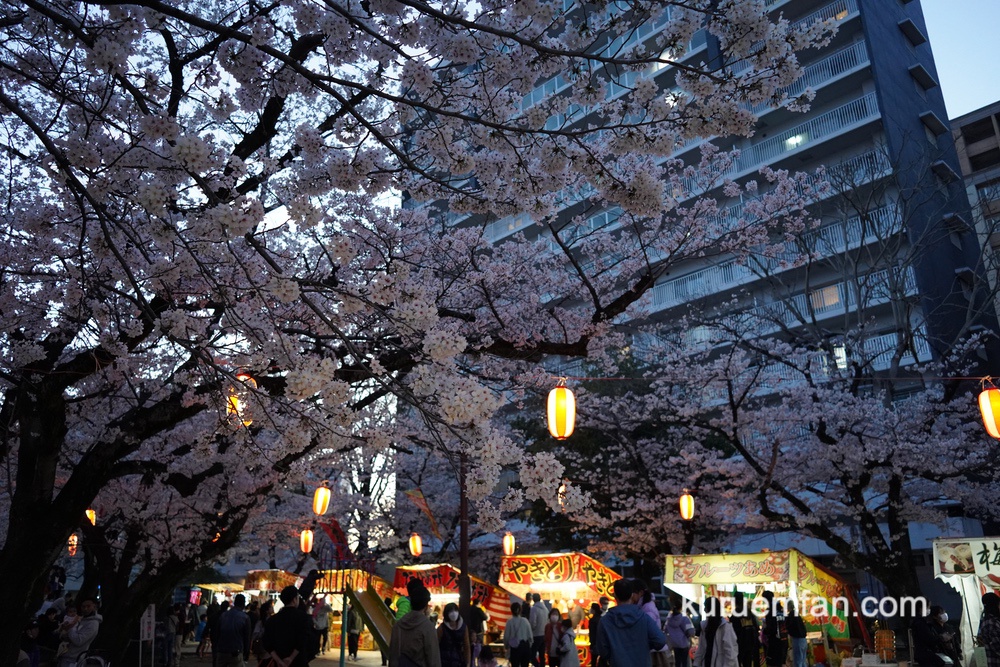 小頭町公園の桜 夜にはライトアップ！夜桜も楽しめる!!