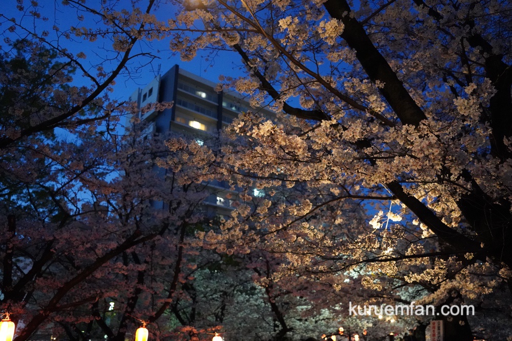 久留米市 小頭町公園の桜 夜にはライトアップ！夜桜