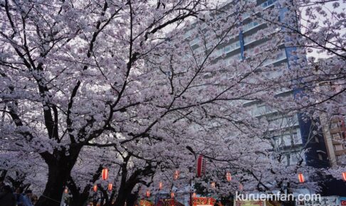久留米市「小頭町公園」の桜が見頃！ライトアップされた夜桜も綺麗【2023年花見】