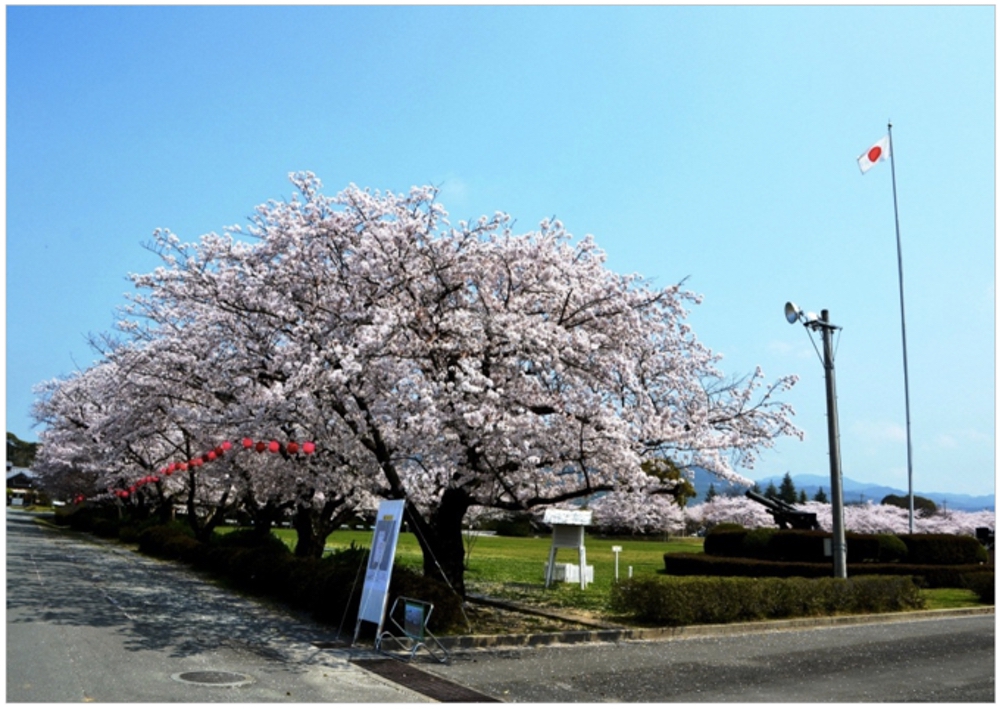 陸上自衛隊久留米駐屯地「桜の一般開放」桜並木 2023年3月26日【久留米市】
