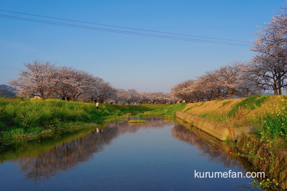 草場川の桜並木 水面に桜が反射して、綺麗な景色 福岡県朝倉郡筑前町