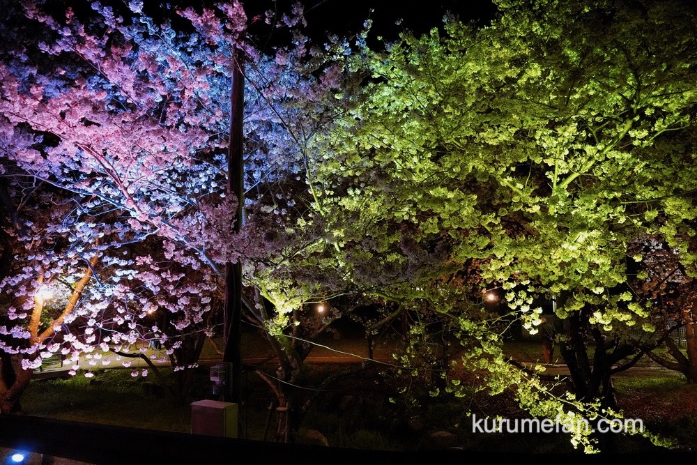草場川の桜並木 桜のライトアップ 福岡県朝倉郡筑前町