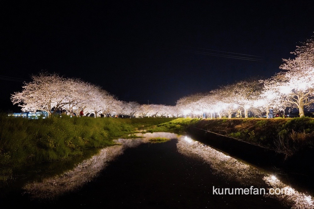 草場川の桜並木がライトアップされ絶景！福岡県筑前町の桜の名所【お花見スポット】