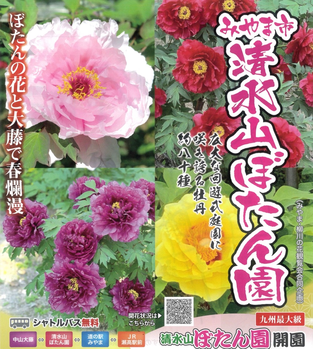 みやま市「清水山ぼたん園2023」九州最大級 約80種の牡丹