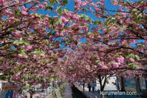久留米市 池町川沿いの里桜（サトザクラ）が満開で綺麗！ピンク色のアーチ【2023年】