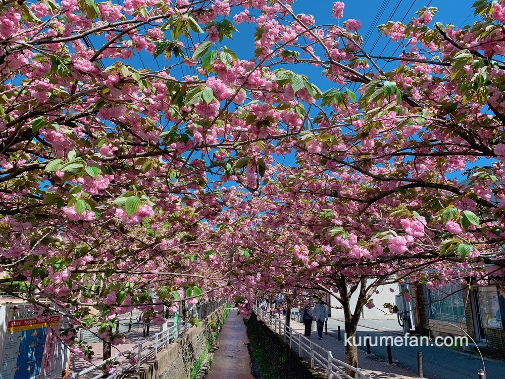 久留米市 池町川沿いの里桜（サトザクラ）が満開で綺麗！ピンク色のアーチ【2023年】