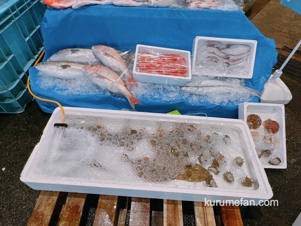 久留米市中央卸売市場「市場まつり」に訪れた様子 新鮮なお魚