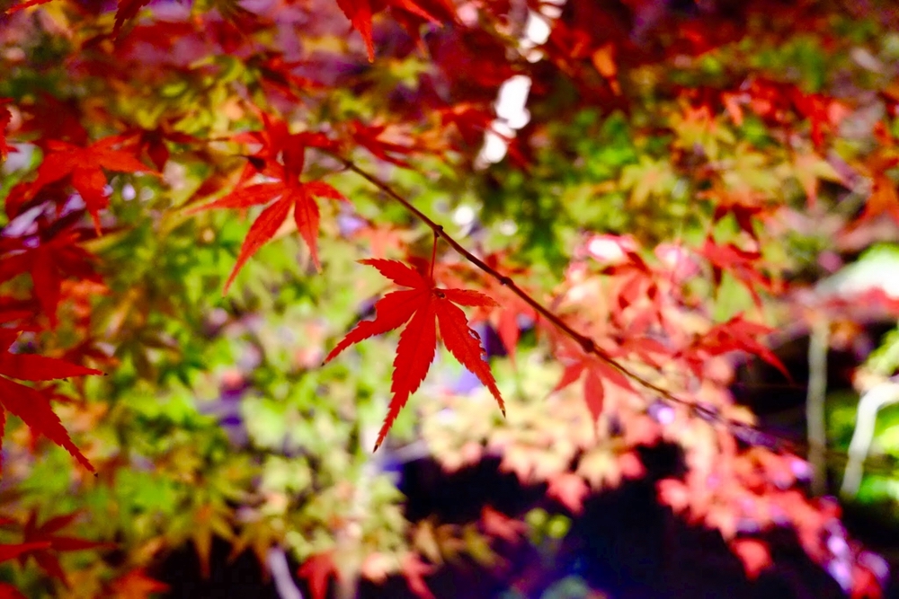 鳥栖市・大山祇神社 紅葉ライトアップ！秋の夜を彩る幻想的な風景