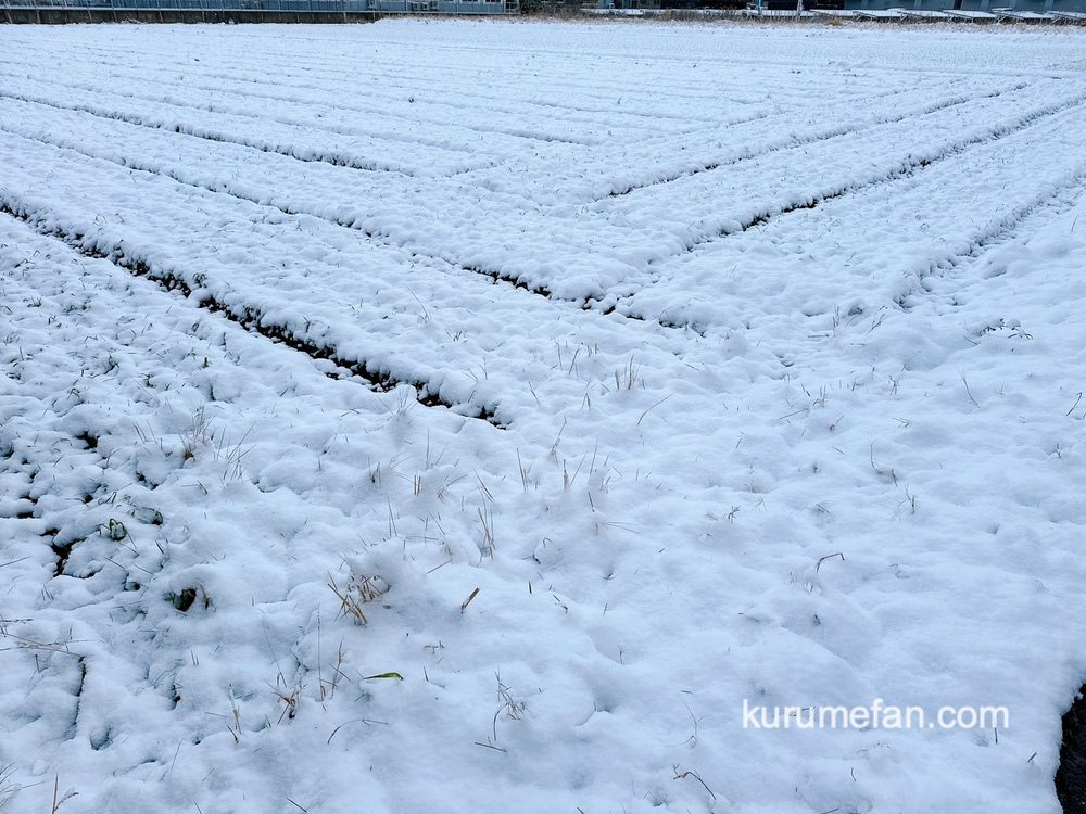 福岡県久留米市 積雪（2024年1月24日）