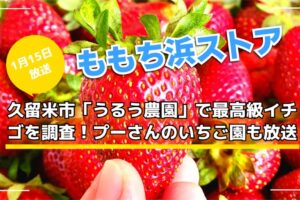 ももち浜ストア 久留米市「うるう農園」で最高級イチゴを調査！プーさんのいちご園も放送
