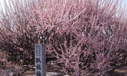 大牟田「臥龍梅（がりゅうばい）」全長約24メートルの八重咲の紅梅【2024年】