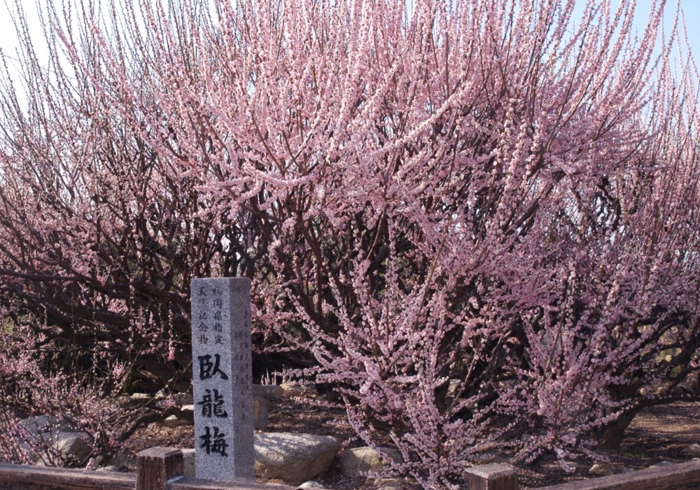 大牟田「臥龍梅（がりゅうばい）」全長約24メートルの八重咲の紅梅【2024年】
