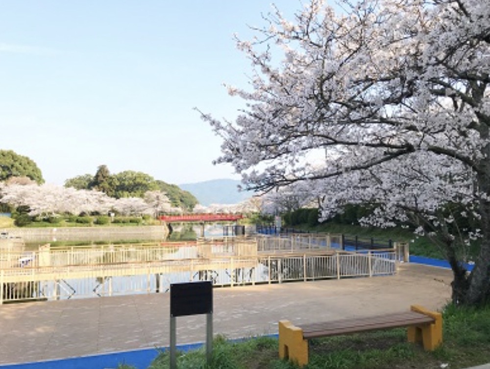 朝倉市 甘木公園 桜