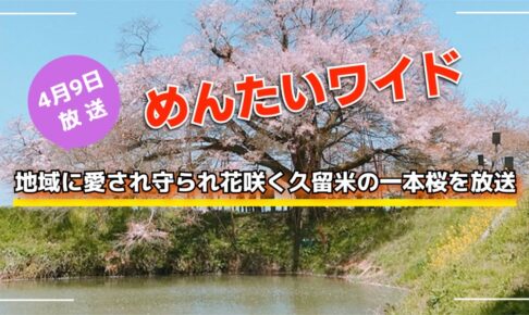 めんたいワイド 地域に愛され守られ花咲く久留米の一本桜を放送【4/9】