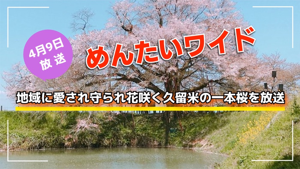 めんたいワイド 地域に愛され守られ花咲く久留米の一本桜を放送【4/9】