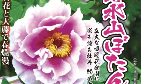 みやま市「清水山ぼたん園2024」九州最大級 約80種の牡丹と大藤で春爛漫