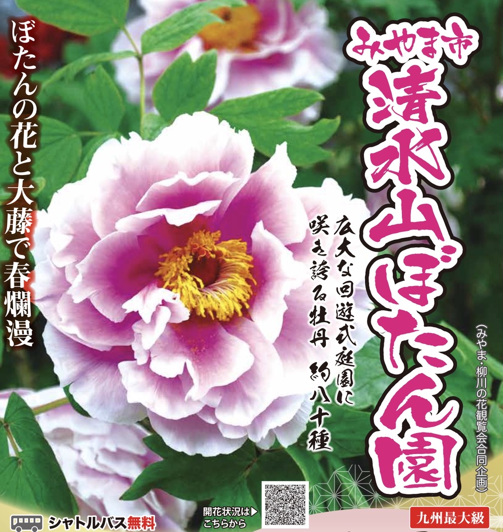 みやま市「清水山ぼたん園2024」九州最大級 約80種の牡丹と大藤で春爛漫