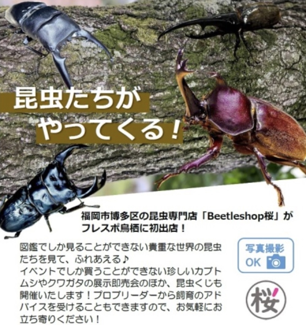 昆虫専門店「Beetleshop桜」6月期間限定オープン！フレスポ鳥栖 初出店！