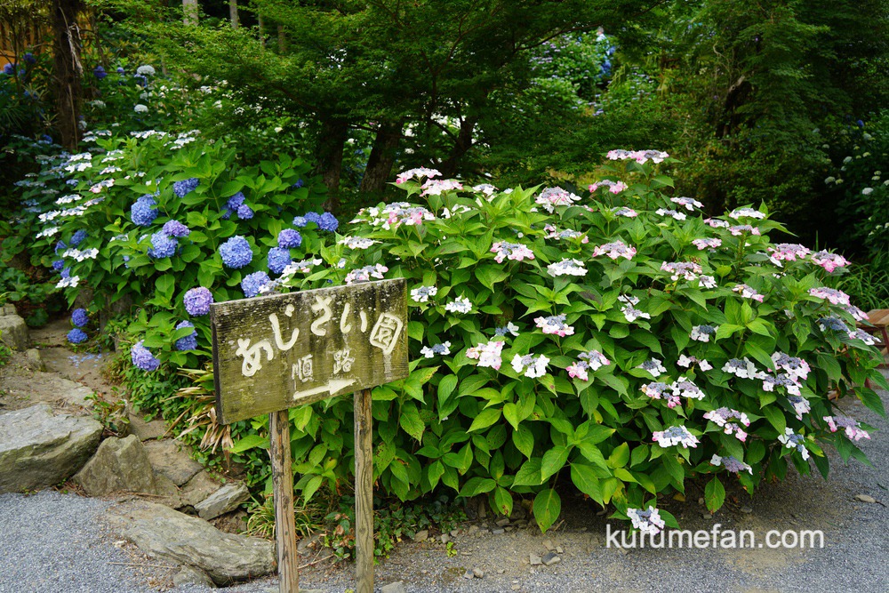 千光寺 あじさい園 約7,000株の色鮮やかな紫陽花