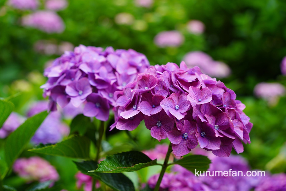 千光寺 あじさい園 約7,000株の色鮮やかな紫陽花