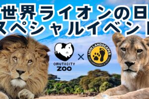 大牟田市動物園「世界ライオンの日スペシャルイベント」開催！