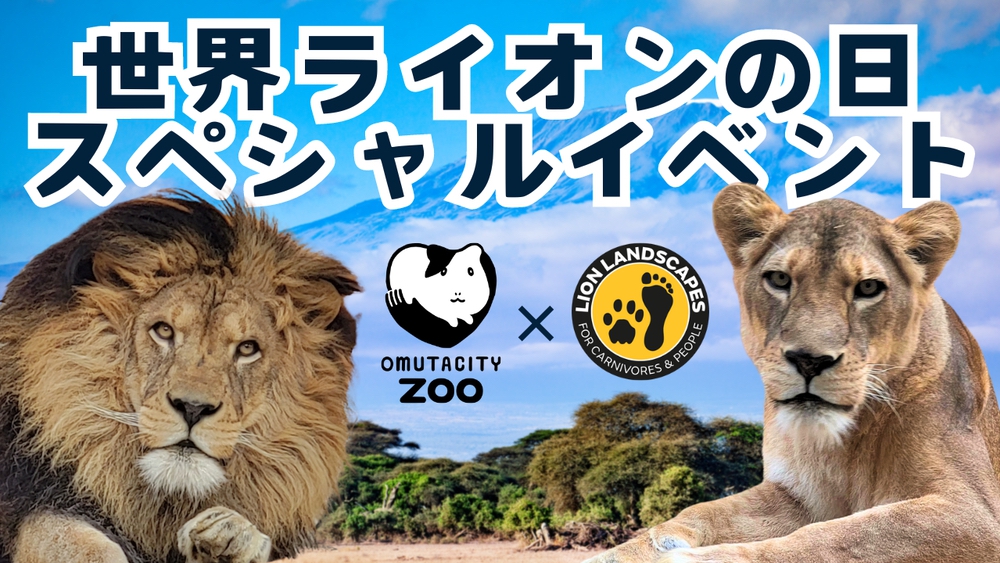 大牟田市動物園「世界ライオンの日スペシャルイベント」開催！