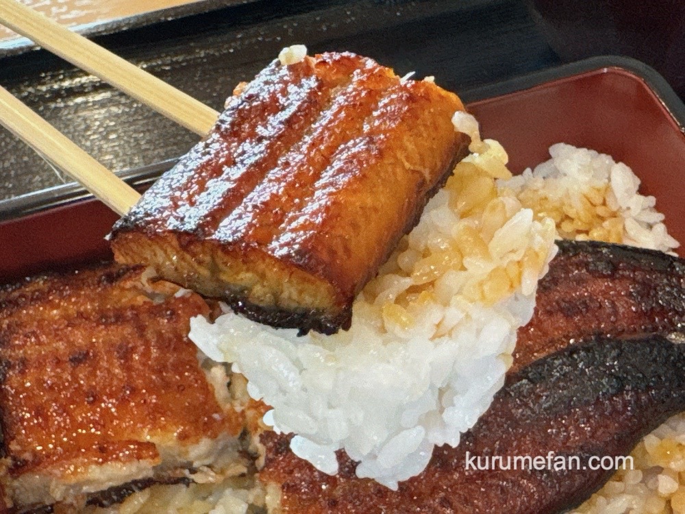 鰻の八矢 うな重 焼きたてで香ばしく、外パリ、中フワっと食感！美味しい鰻