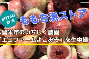 ももち浜ストア 久留米市のいちじく農園「エコファームよこみぞ」を生中継【8/26】