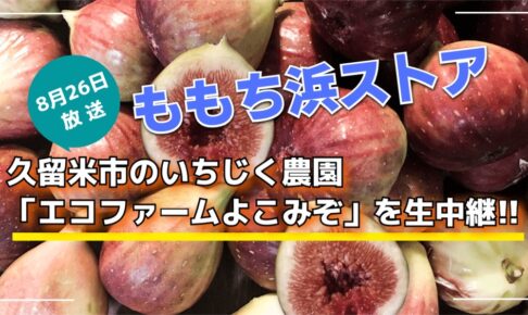 ももち浜ストア 久留米市のいちじく農園「エコファームよこみぞ」を生中継【8/26】