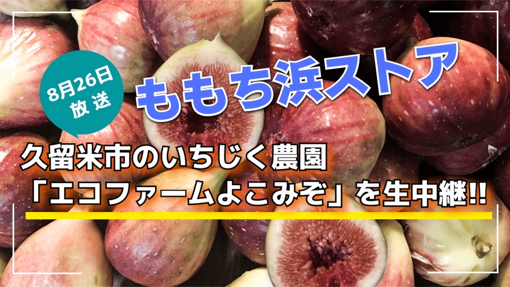 ももち浜ストア 久留米市のいちじく農園「エコファームよこみぞ」を生中継【8/26】