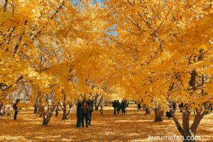 太原のイチョウ 広川町の黄金並木 2024年11月15日〜24日のみ観覧可能