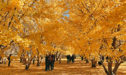 太原のイチョウ 広川町の黄金並木 2024年11月15日〜24日のみ観覧可能