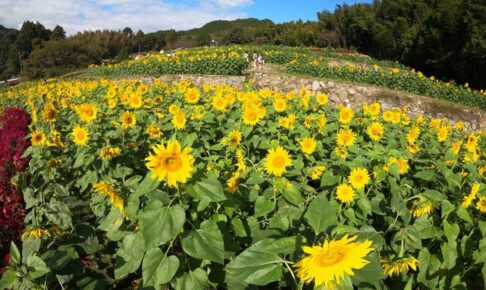 山田ひまわり園 2024年11月開園 絶景！秋のひまわり約10万本【みやき町】