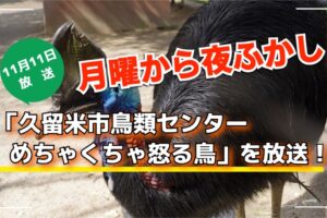 月曜から夜ふかし「久留米市鳥類センター めちゃくちゃ怒る鳥」を放送！