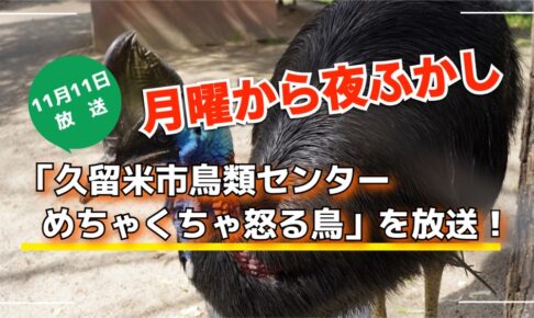 月曜から夜ふかし「久留米市鳥類センター めちゃくちゃ怒る鳥」を放送！