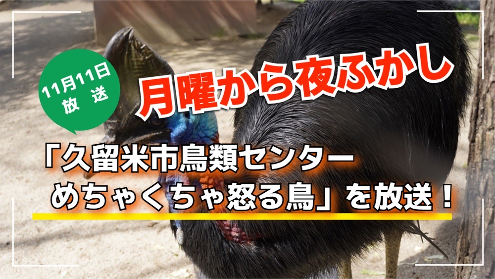 月曜から夜ふかし「久留米市鳥類センター めちゃくちゃ怒る鳥」を放送！